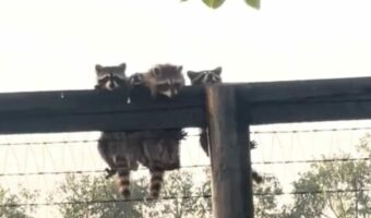フェンスの上からアライグマの赤ちゃんたちが「こんにちは」。仲良しな様子がかわいすぎる!【アメリカ・動画】