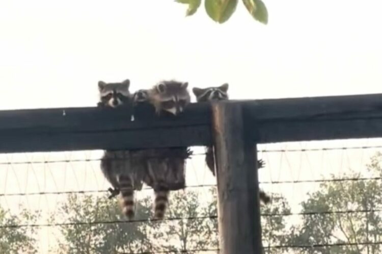 フェンスの上からアライグマの赤ちゃんたちが「こんにちは」。仲良しな様子がかわいすぎる！【アメリカ・動画】