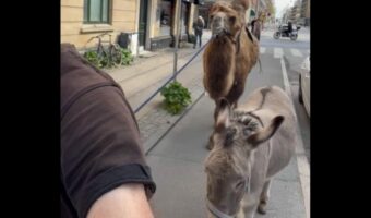 街中をのんびりおさんぽ中!かっぽかっぽと足を進めるのは・・ロバとラクダ!?【海外・動画】