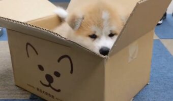 ダンボールの中でもぞもぞ。秋田犬の子犬に「こんな宅急便あったらいいなぁ」「この心臓の痛くなるかわいさったら!」