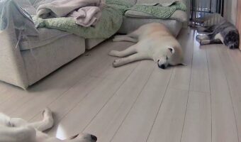留守番している秋田犬たちの様子を確認したら・・「なんすかこれ、一緒に寝たい」「混ぜてほしい」