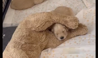 ぐっすり眠るゴールデンレトリバーの赤ちゃん。その意外な寝場所に「挟まれてる安心感」「ママだと思ってる？」