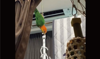 器用なうえに力持ち!インコがハンガーを落とそうとしてると思ったら・・、かけ直した!?