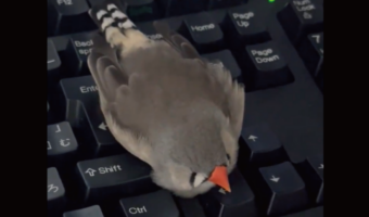 キンカチョウが寝ているのはキーボードの上!?キーボードのくぼみで横になる姿に「飼い主さんの手のそばがいいんですね」「かわいすぎる」