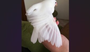 文鳥の透き通った羽根が美しいと話題に「ドレスのベールみたいで美しい」「平安絵巻美女のように高貴」