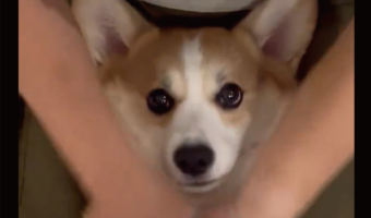 子犬の頃からルーティーンにご満悦!じっくりエステを受けるコーギーに「お手てぴょい〜んがかわいい」「ママを独り占めだね」