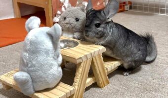 チンチラは面接中？「好きなおやつとか聞かれてるのかしら」「 コレが圧迫もふもふ面接か・・」