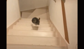 閃光のように階段を駆け上がるチンチラが話題に！「うっ、浮いてる〜」「舞空術だ・・・」