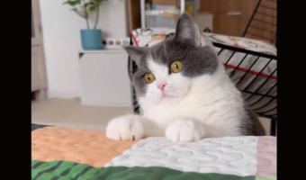 ゆっくりフェードアウト。テーブルの下に下がっていくネコがかわいすぎる!「伝説級にかわいい」「何をやっていてもかわいい」