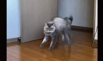 ネコが『やんのかステップ』でおいかけっこ!?「ステップをかわして飛び越えていった茶トラちゃんもすごすぎる」