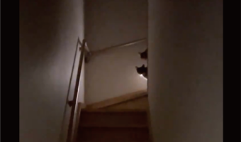 夜遅くに帰宅したら・・。ネコたちによる強い圧に「電気つけても微動だにせず」「遠巻きなのがかわいい」