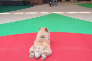 涼しい室内ドッグランに来たチャウチャウ。すっかりくつろぐ様子に反響「ペタンと座ってるのかわいい」