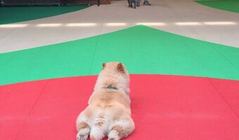 涼しい室内ドッグランに来たチャウチャウ。すっかりくつろぐ様子に反響「ペタンと座ってるのかわいい」