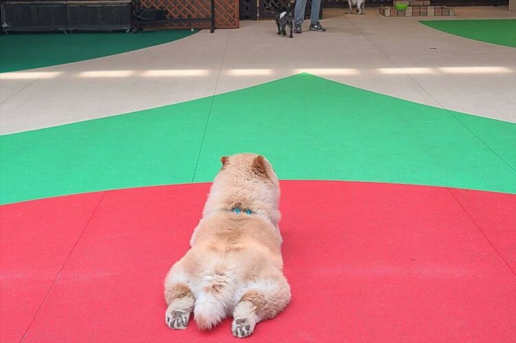 涼しい室内ドッグランに来たチャウチャウ。すっかりくつろぐ様子に反響「ペタンと座ってるのかわいい」