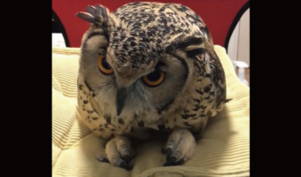 くつろいでいるベンガルワシミミズク。おすわりしておててをキュッとしている姿がかわいすぎる！！