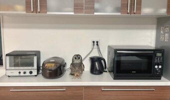 フクロウはどこ？家電に紛れてちょこんと並んでいる姿が話題に！「大き目のキッチンタイマー？」「違和感がない」