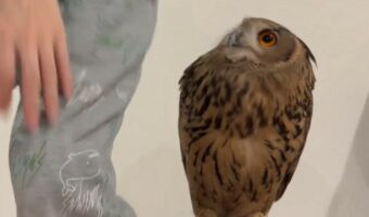 パパさんが移動しちゃった!?フクロウの視線の動きに「恋する乙女だね」「パパ居ないと寂しいのね」