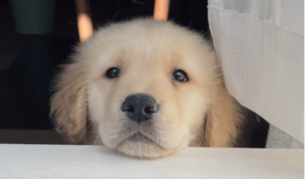 ベランダに出ると見にくる。ゴールデンレトリバーの子犬時代から変わらないルーティンがかわいすぎる!