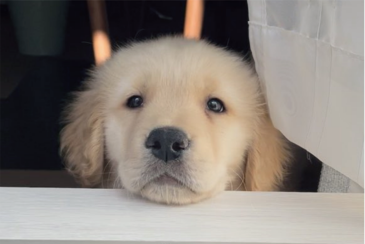 ベランダに出ると見にくる。ゴールデンレトリバーの子犬時代から変わらないルーティンがかわいすぎる！