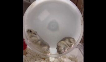 回し車にいた2匹のハムスター。そこにもう1匹突撃した結果がまさかすぎた「みんなマイペース」