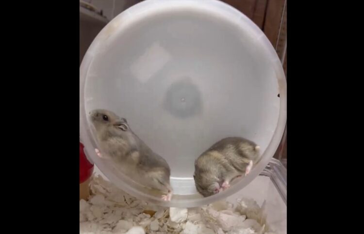 回し車にいた2匹のハムスター。そこにもう1匹突撃した結果がまさかすぎた「みんなマイペース」