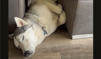 狭いところにおさまるのが好きなハスキー犬。今日はソファの隙間にぴとっ！【海外・動画】