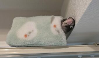 インコが出てこない!?カーテンレール上にできた『別荘』でぬくぬくする様子に「なんて気持ち良さそうなお顔」「リラックスしててかわいすぎる」