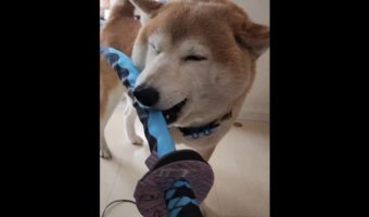 柴犬がオモチャの刀に大喜び!楽しく遊ぶ様子に「目を細めて喜んでいる」「これで立派な柴侍になれますね」