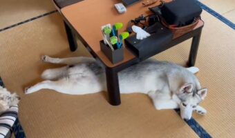 夏でもコタツを愛するハスキー犬「テーブルで気を紛らわせている」「コタツ自体が大好きなんですね」