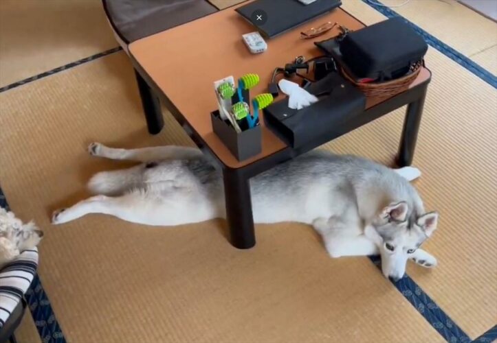 夏でもコタツを愛するハスキー犬「テーブルで気を紛らわせている」「コタツ自体が大好きなんですね」