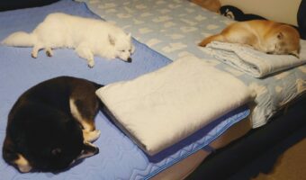 洗濯した寝具の寝心地を確かめてくれている?快眠中の愛犬たちに「寝心地を確かめてる3匹に囲まれたい」