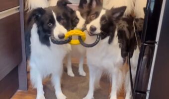 ごはんの準備中に登場したボーダーコリーたち！「お顔が見えるフォーメーション」「かわいいケルベロス」