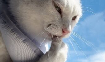 シブすぎるネコ。ぺろりと指の舐める様子が話題に「必殺仕事人風」「何かやってくれそうな感じが好き」