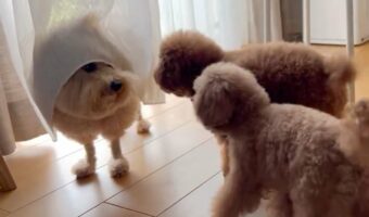周りの気を引こうとしている?カーテンを被るようにチラッと顔をのぞかせる愛犬が話題に!「確かに気になるよね」「作戦大成功やな」