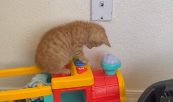 汽車のオモチャが気に入った？子猫はボタンを押して汽笛を鳴らすのに夢中！！【アメリカ・動画】