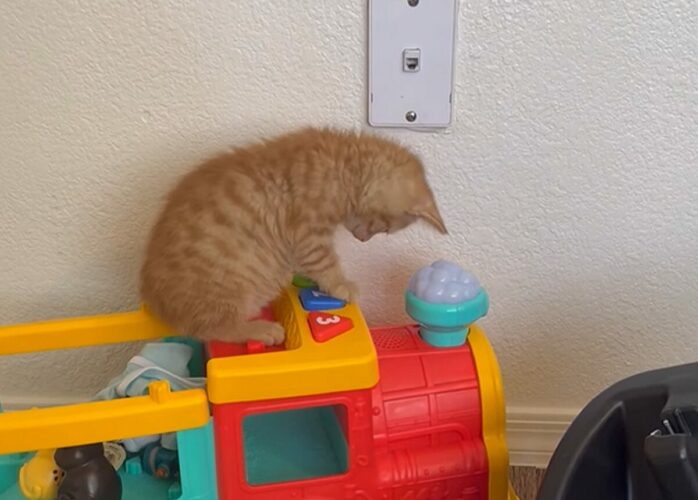 汽車のオモチャが気に入った？子猫はボタンを押して汽笛を鳴らすのに夢中！！【アメリカ・動画】