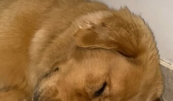 お昼寝中のゴールデンレトリバー。だけど、それは枕じゃないよ！？【海外・動画】