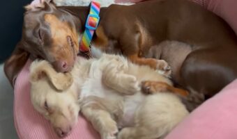 寝ている時だって一緒！ダックスフンドたちのお昼寝の様子にほっこり【アメリカ・動画】