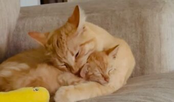 まるで親子！？ギュッと抱きしめられながら眠る子猫はパパに甘えているみたい【アメリカ・動画】