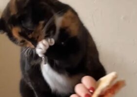 ごはんなんて狙ってませんよ？盗み食いしようとしたのがバレたネコは華麗に誤魔化す！【海外・動画】