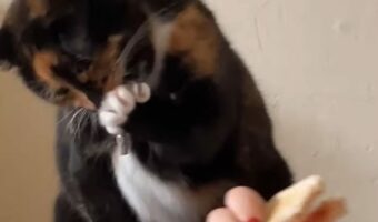 ごはんなんて狙ってませんよ?盗み食いしようとしたのがバレたネコは華麗に誤魔化す!【海外・動画】