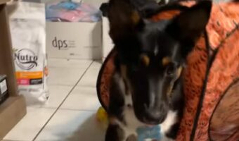 テントにハマっちゃった！？ハプニングにあった愛犬の姿が微笑ましい【アメリカ・動画】