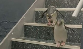 階段からポップスター登場!ピョンピョンとおりていくペンギンたちがかわいすぎる【海外・動画】