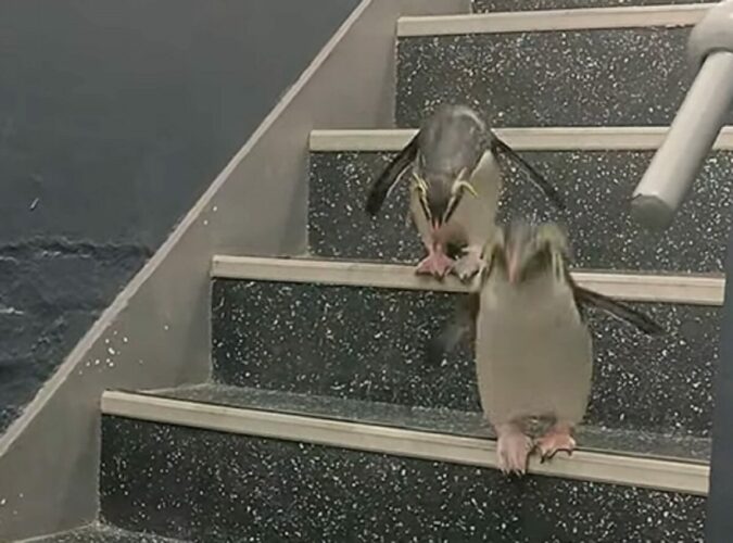 階段からポップスター登場！ピョンピョンとおりていくペンギンたちがかわいすぎる【海外・動画】