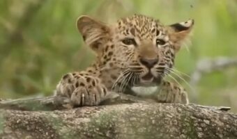 ひょっこり顔をのぞかせたかわいい子はネコ?いや・・ヒョウだ!!【海外・動画】