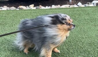 風ニモ負ケズ。毛が逆立つポメラニアンが凛々しい！！【アメリカ・動画】