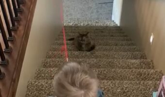 階段で釣りを楽しむ男の子。釣り上げるのは魚ではなく・・ネコ!?【海外・動画】