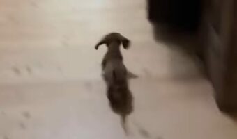 そっちの方が美味しそう!と思った?食事中の子犬が向かった先にビックリ【アメリカ・動画】