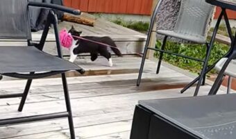 ウッドデッキを張り巡らされるピンクの毛糸。編み物中に黒白猫がイタズラ開始！【海外・動画】