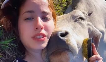 ふたりでのんびり。ブラッシングしてもらってウシはうっとり【海外・動画】